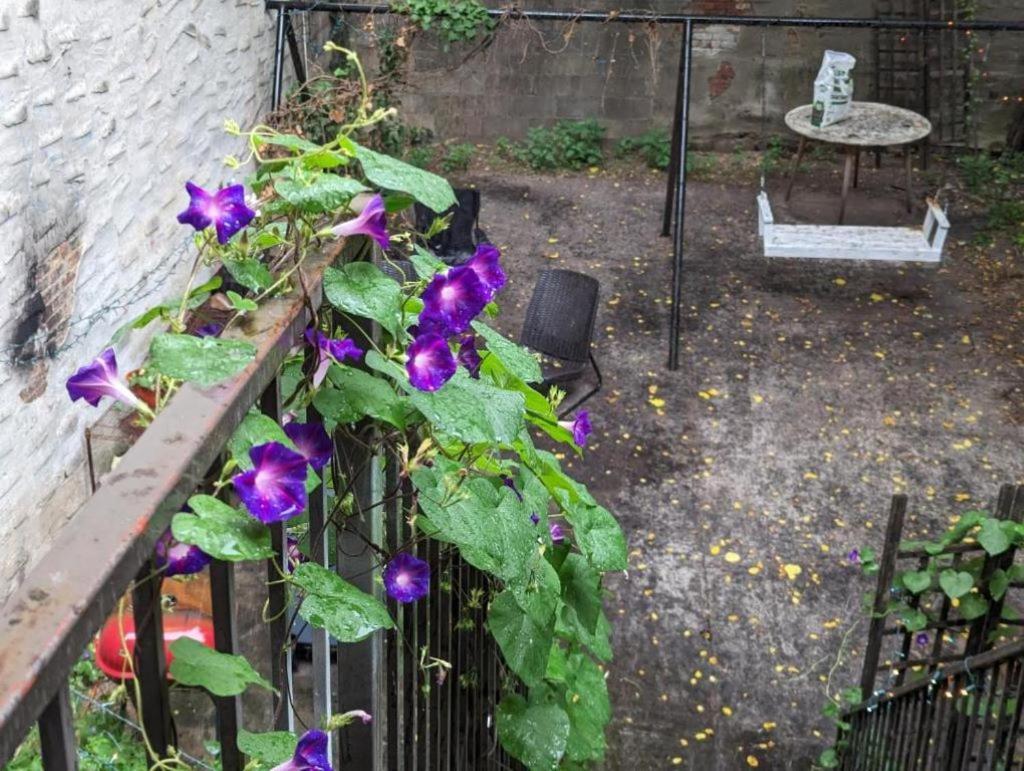 Homestay Friendly In Williamsburg New York